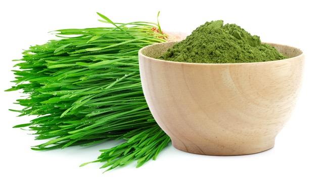 newsletterWheatgrass3
