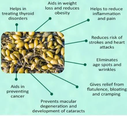 Bladderwrack Powder Benefits