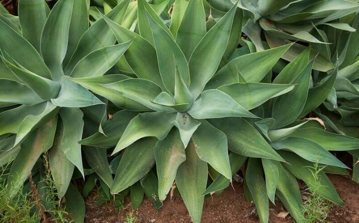 Benefits of Agave Inulin