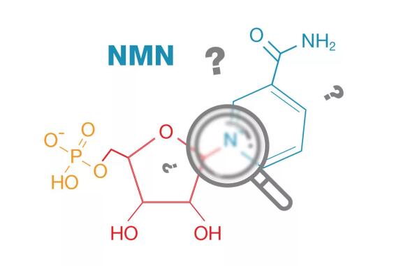 NMN Dosage for Dogs NMN Dosage for Dogs