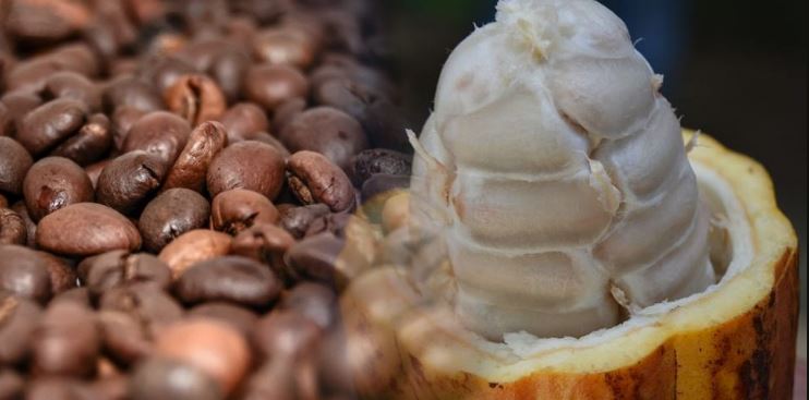 Theobromine vs Caffeine Effects Theobromine vs Caffeine Effects