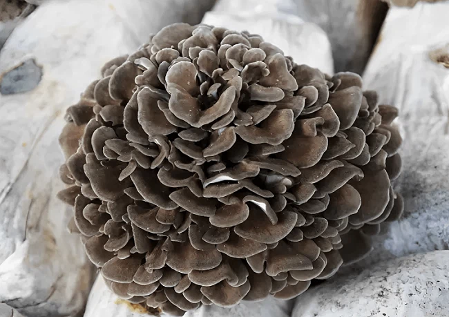 maitake mushroom maitake mushroom