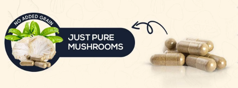 Uses Of Organic Hericium Erinaceus Powder Uses Of Organic Hericium Erinaceus Powder