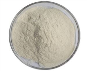 אופים שמרים בטא גלוקן