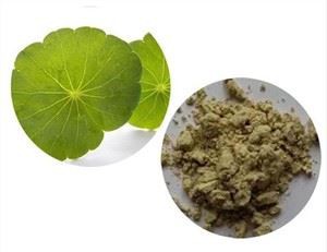 תמצית עלי גוטו קולה